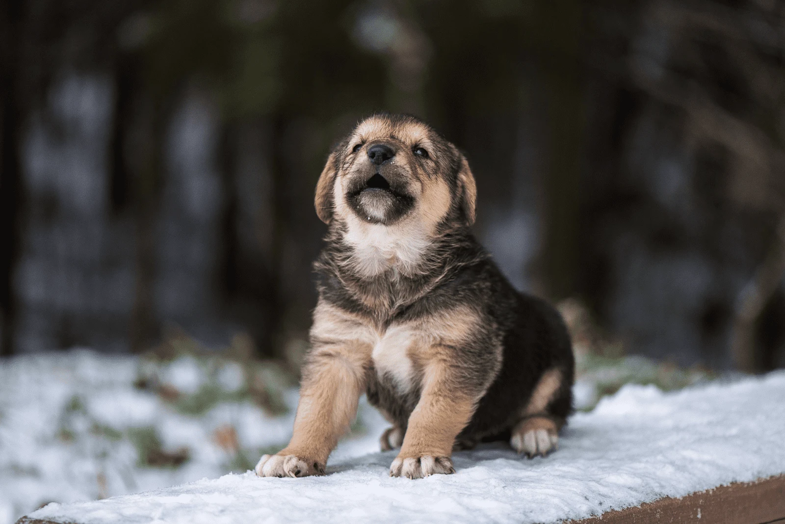 German Shepherd Puppie enjoys the snow
