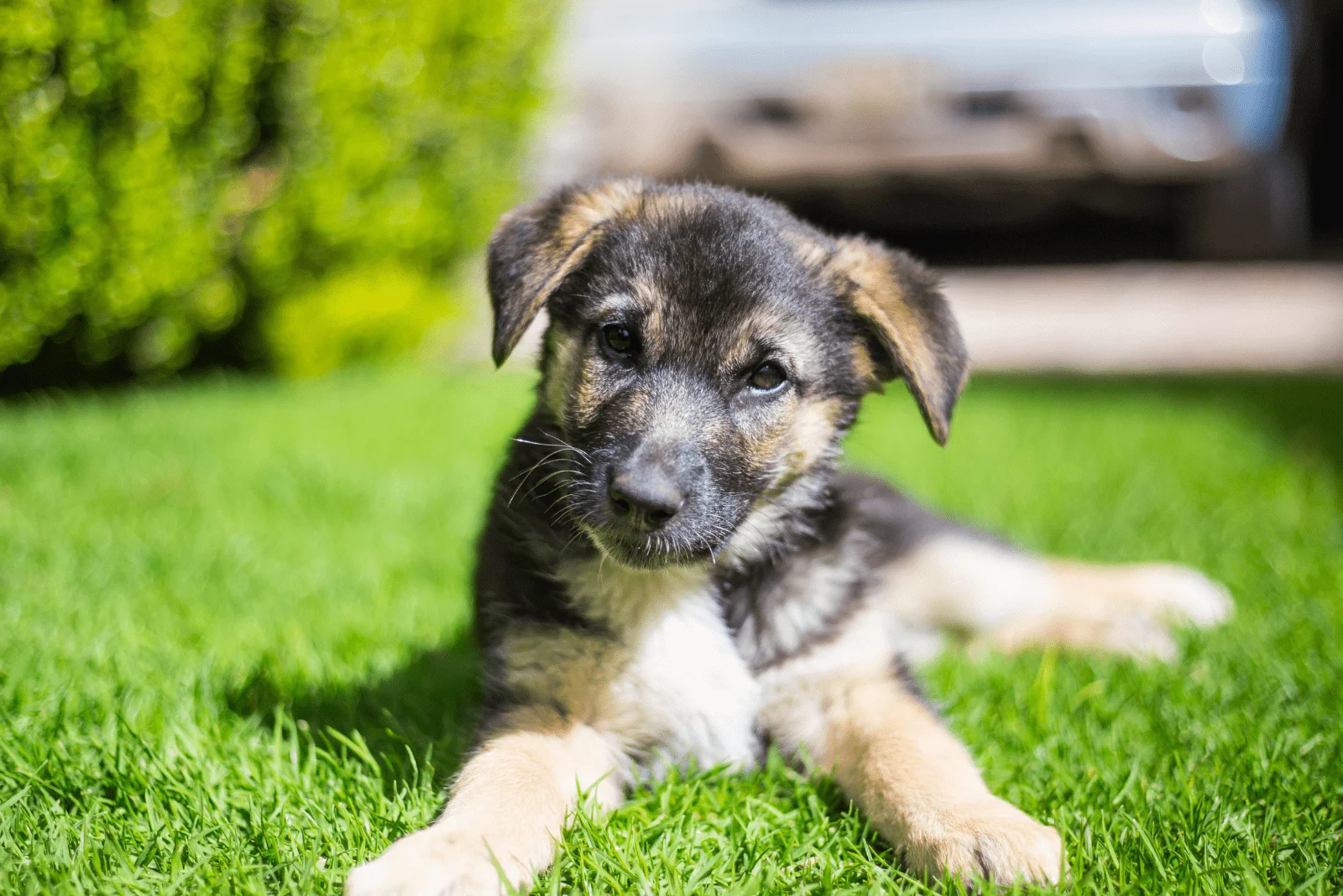 German Shepherd Puppy is lying on the grass and enjoying the sun