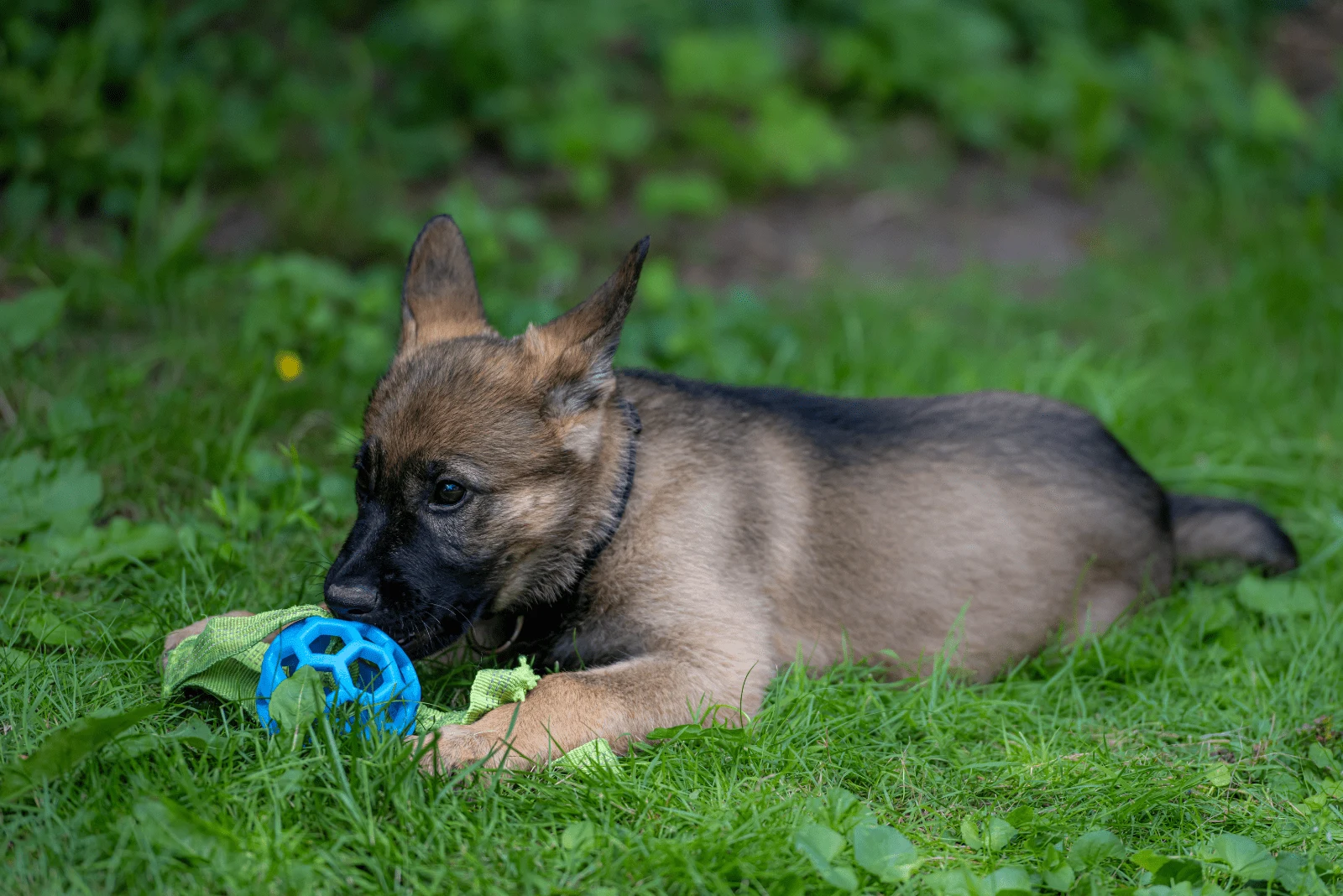 German Shepherd Puppy is lying on the grass and playing with a toy