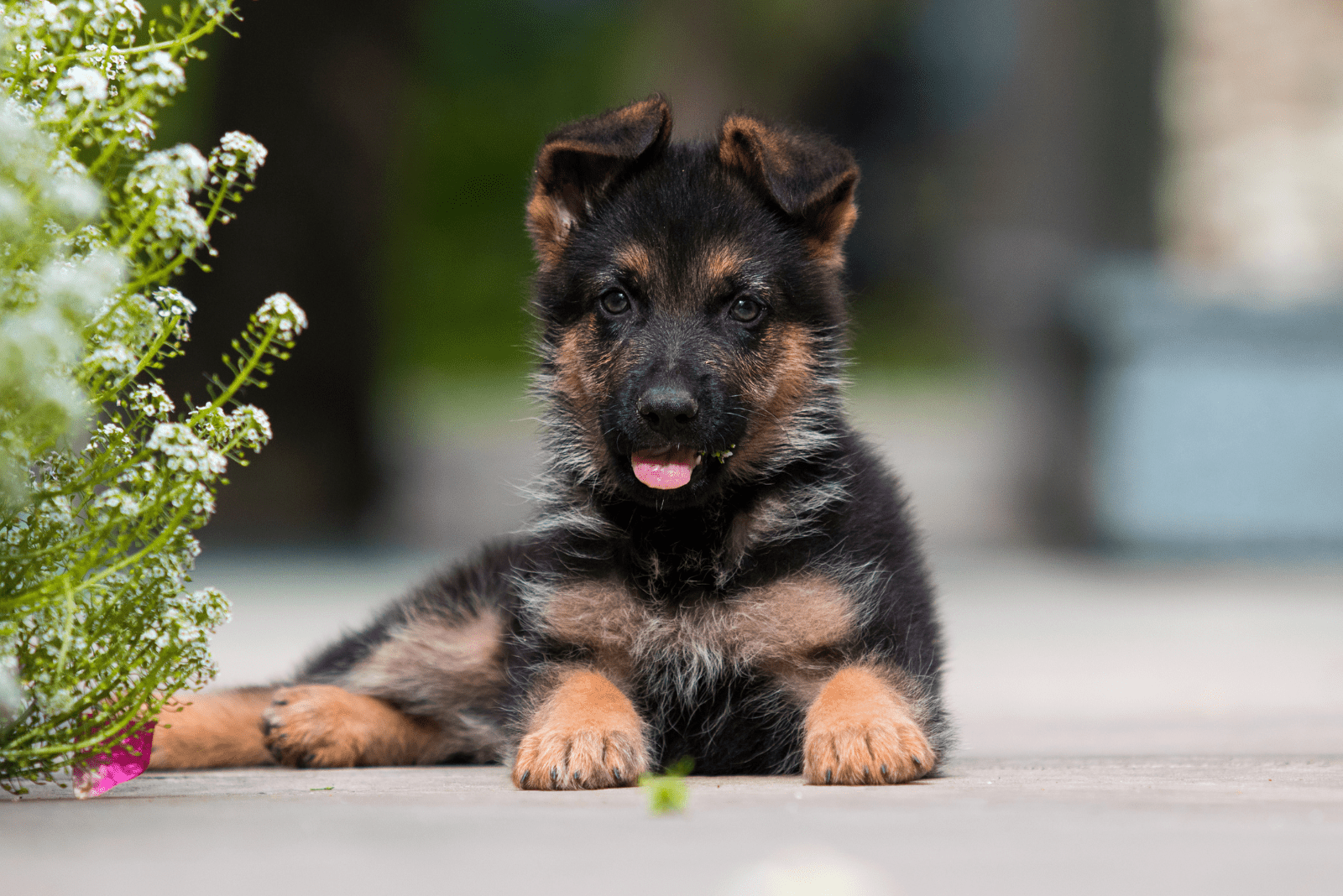 German Shepherd Puppy lying on the pavement