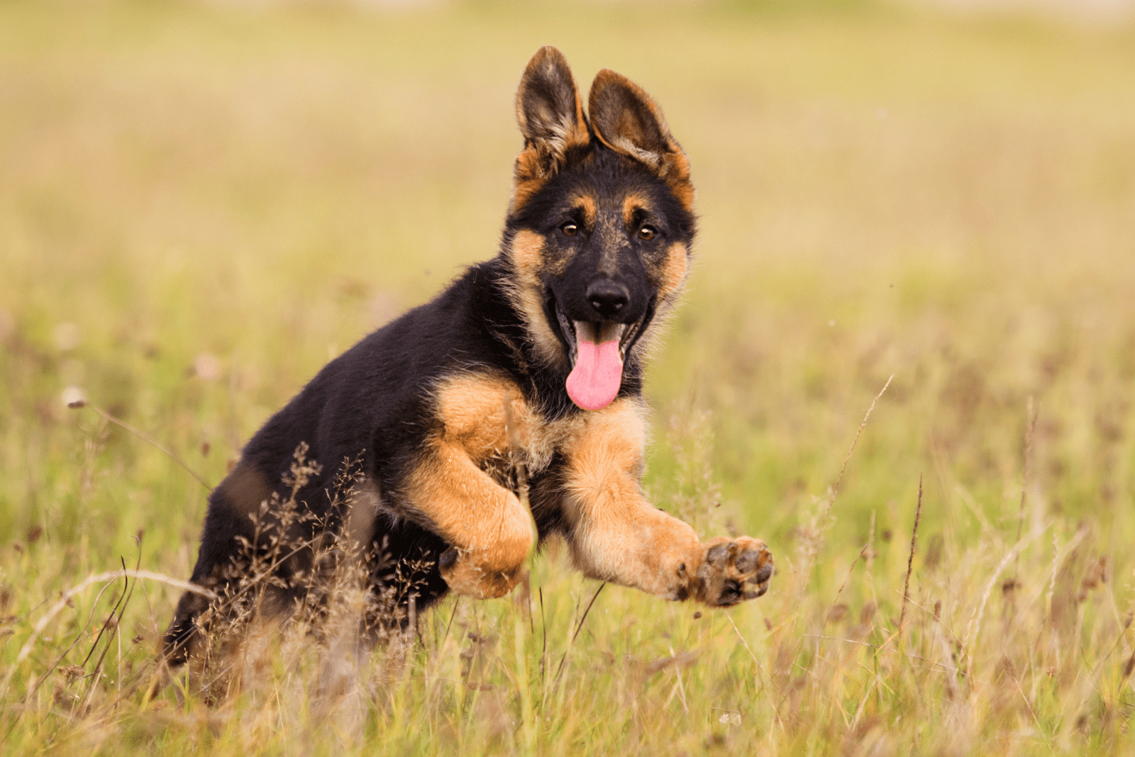 German Shepherd Puppy running in the field 