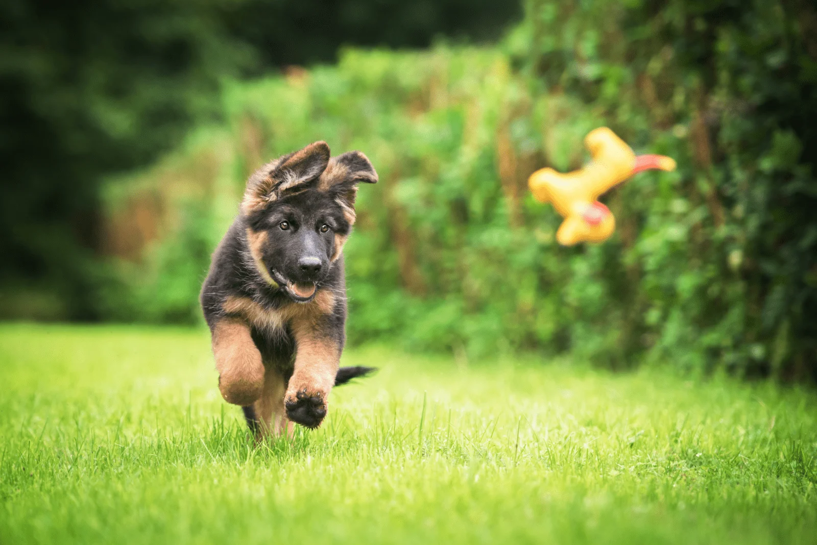 German Shepherd Puppy runs after a toy