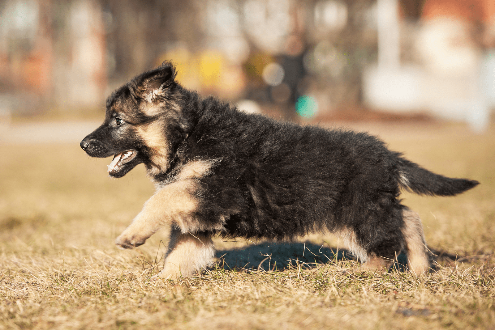 German Shepherd Puppy walks in the autumn park