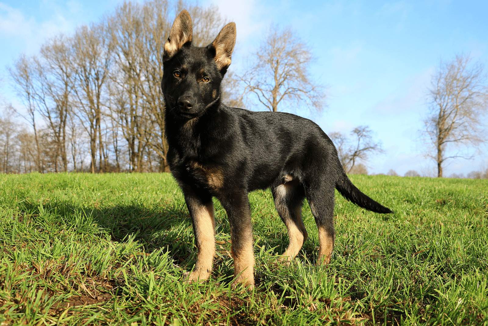 German Shepherd standing in a field