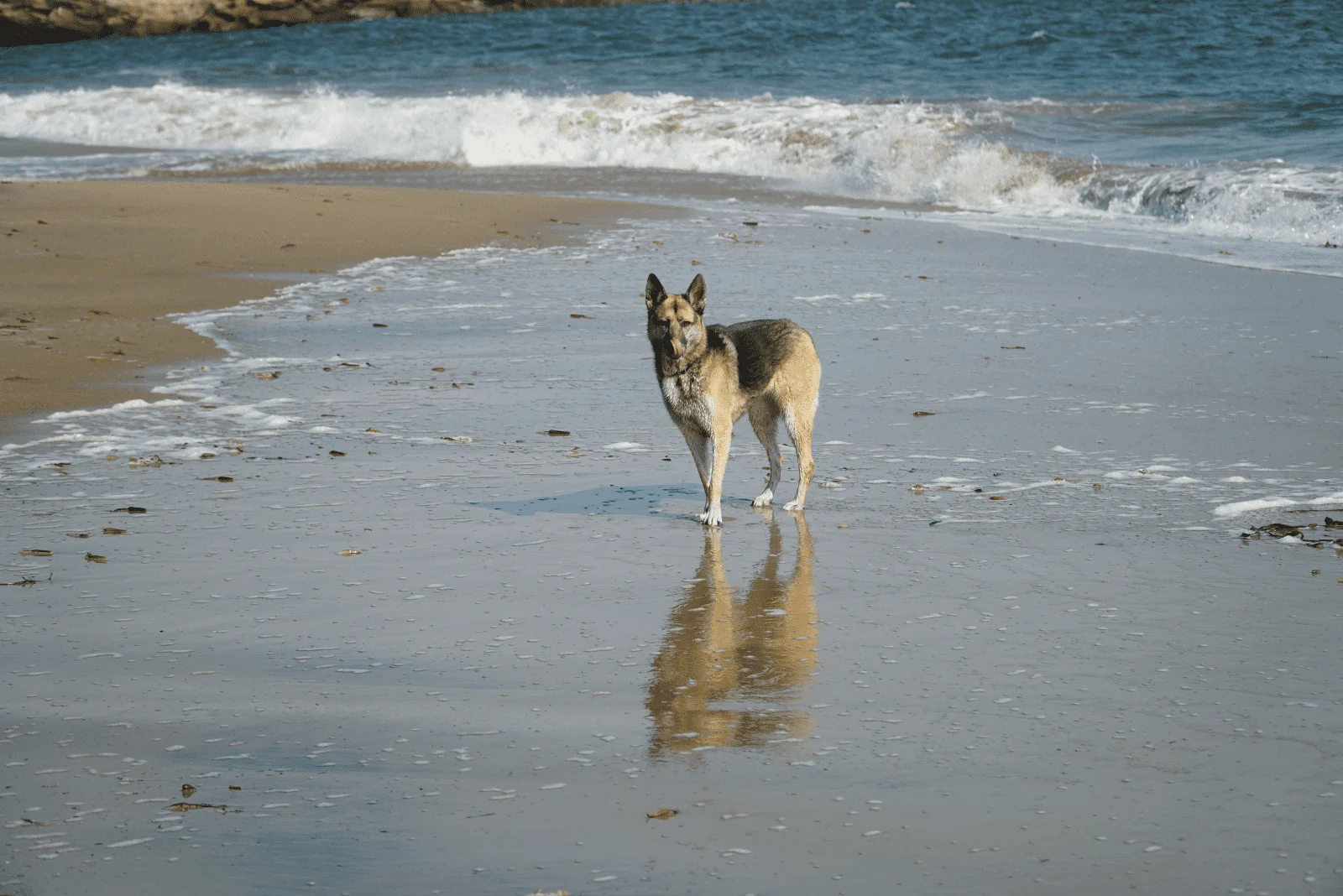 German Shepherd standing on the sand by the sea