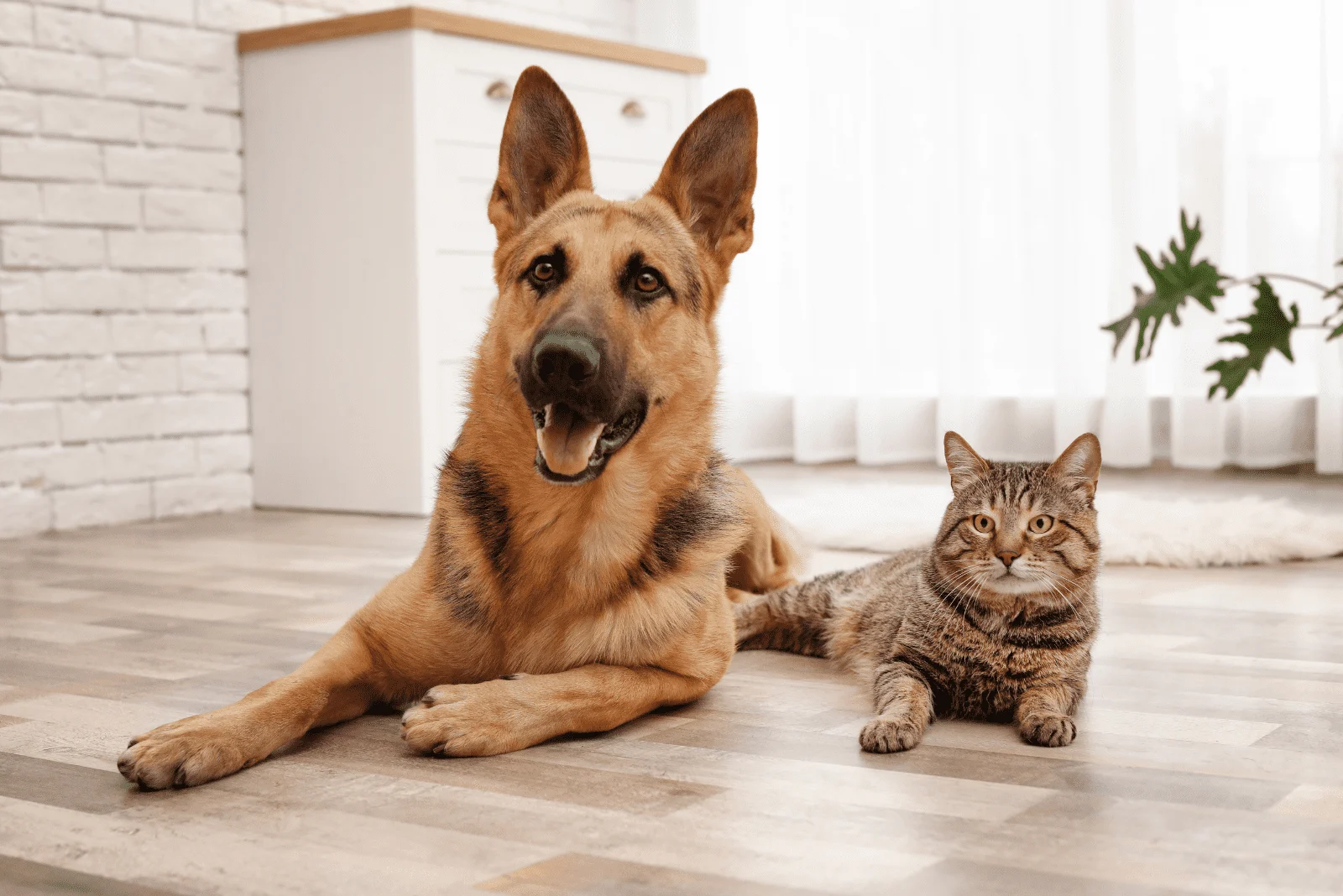 German Shepherds and a cat sitting next to each other