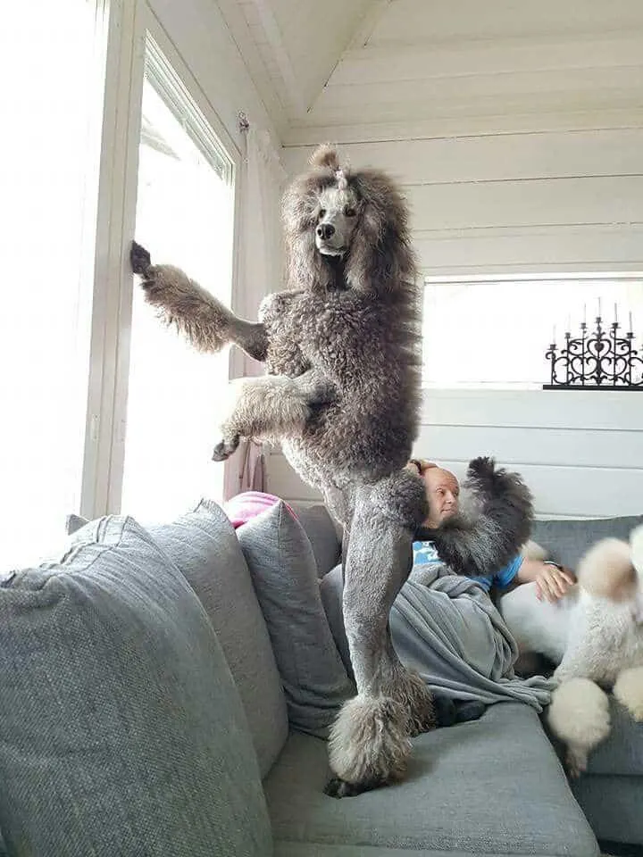 Giant Poodle stretches to the window
