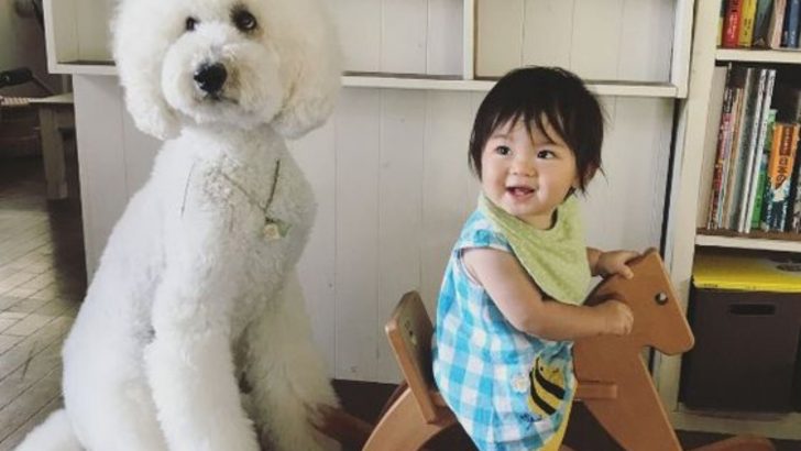 Giant Poodles Are Giant-Hearted Canines For All Family Types