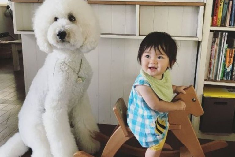 Giant Poodles sit and watch the boy