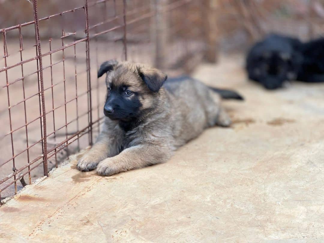 Gold Sable German Shepherd