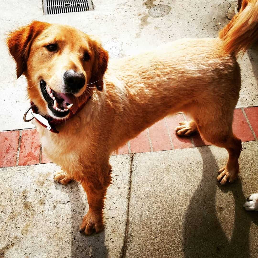 Golden Retriever is standing and looking at the camera