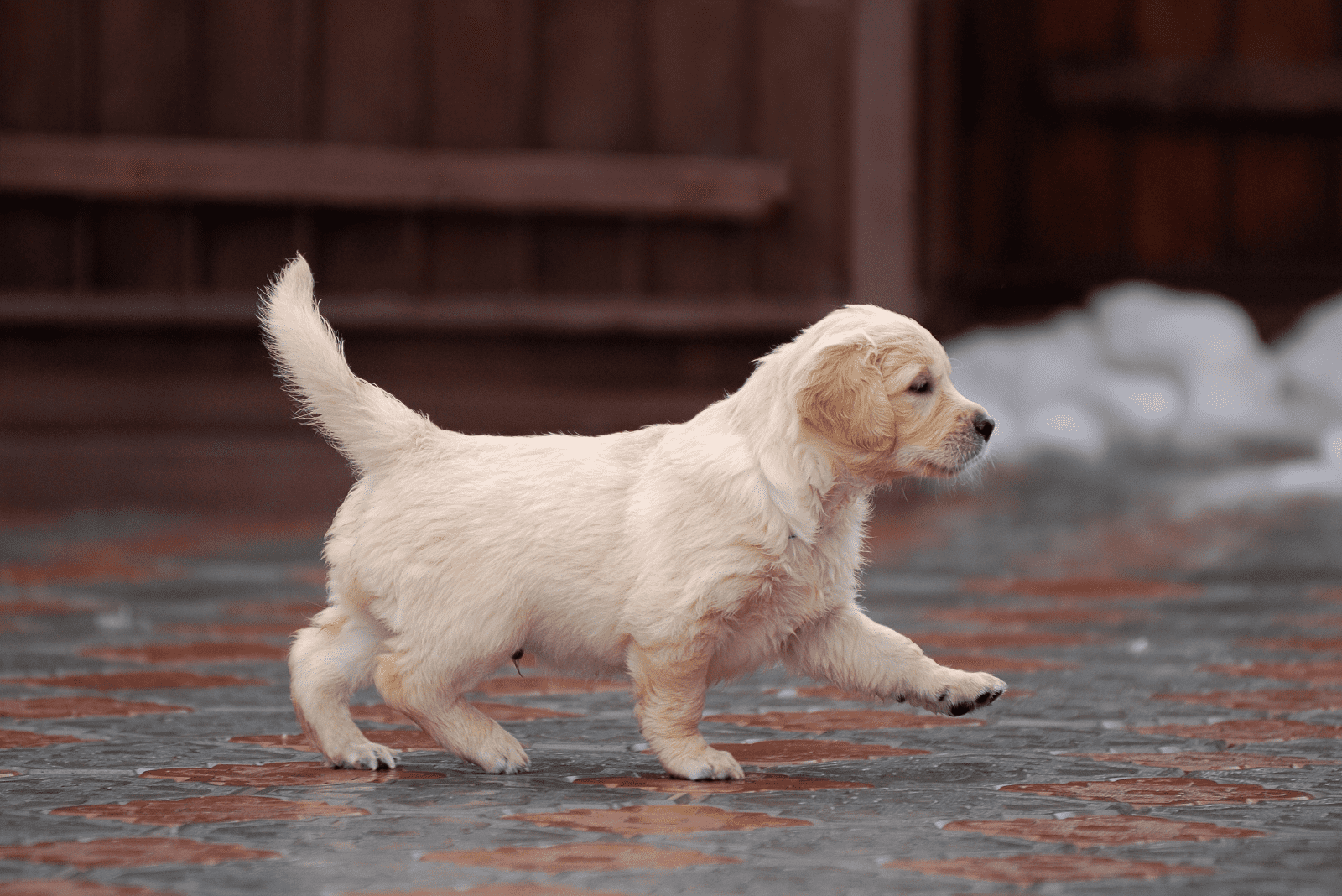 Golden Retriever puppy laying on the sidewalk