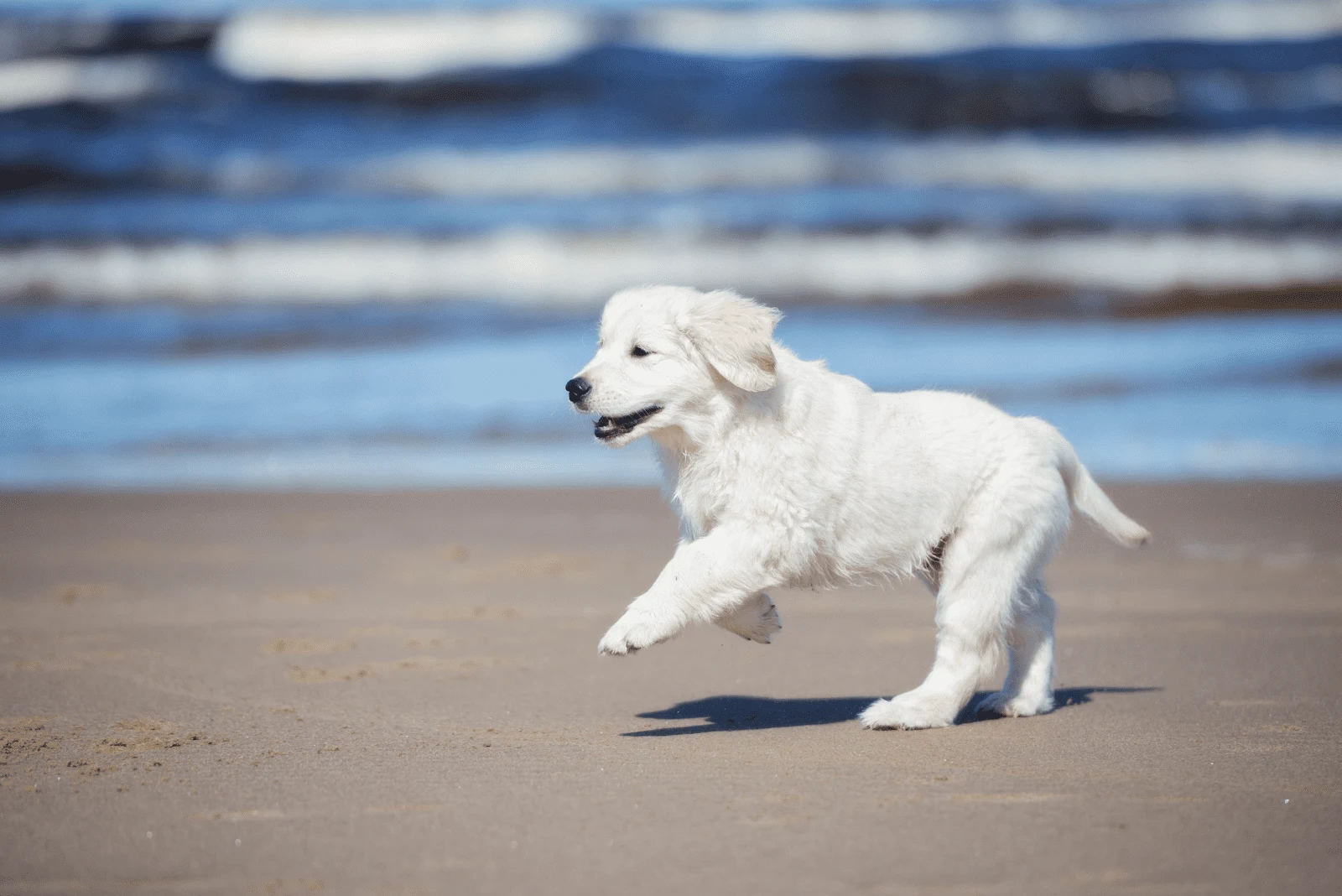Golden Retriever puppy on the beach
