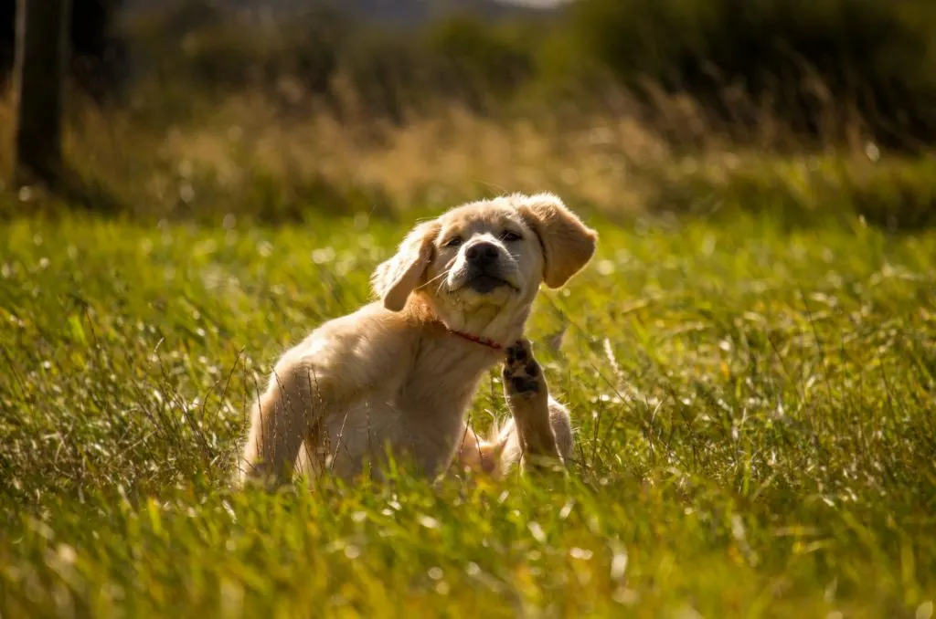Golden Retriever puppy scratching in field