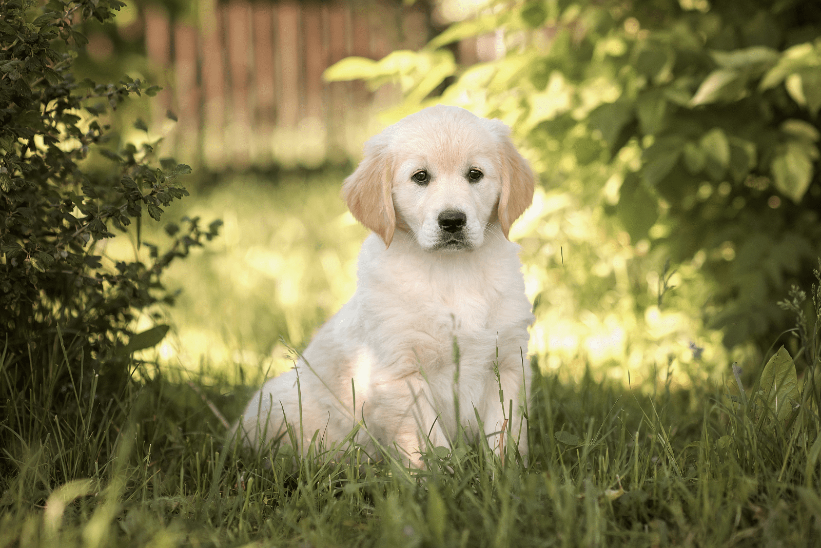 Golden Retriever puppy sitting in the grass 