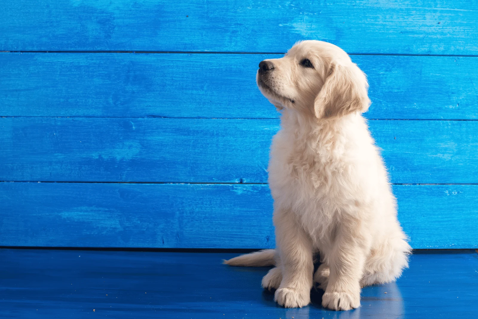 Golden Retriever puppy sitting on a blue wooden background