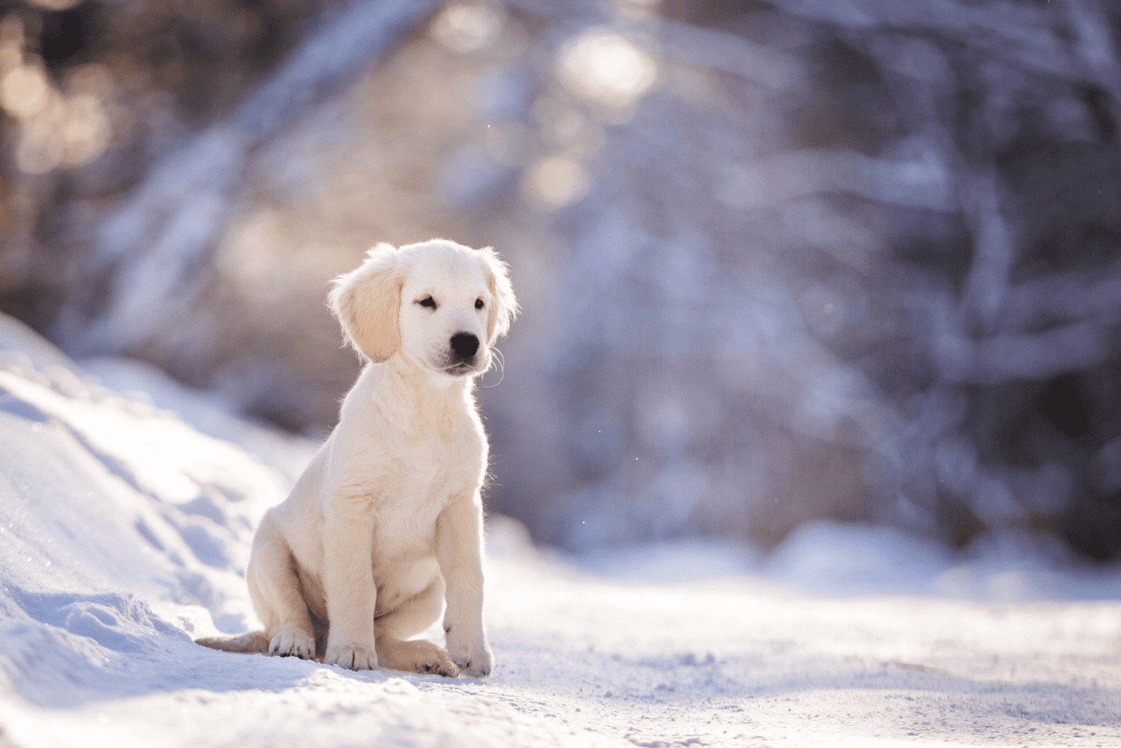 Golden Retriever puppy sitting on snow