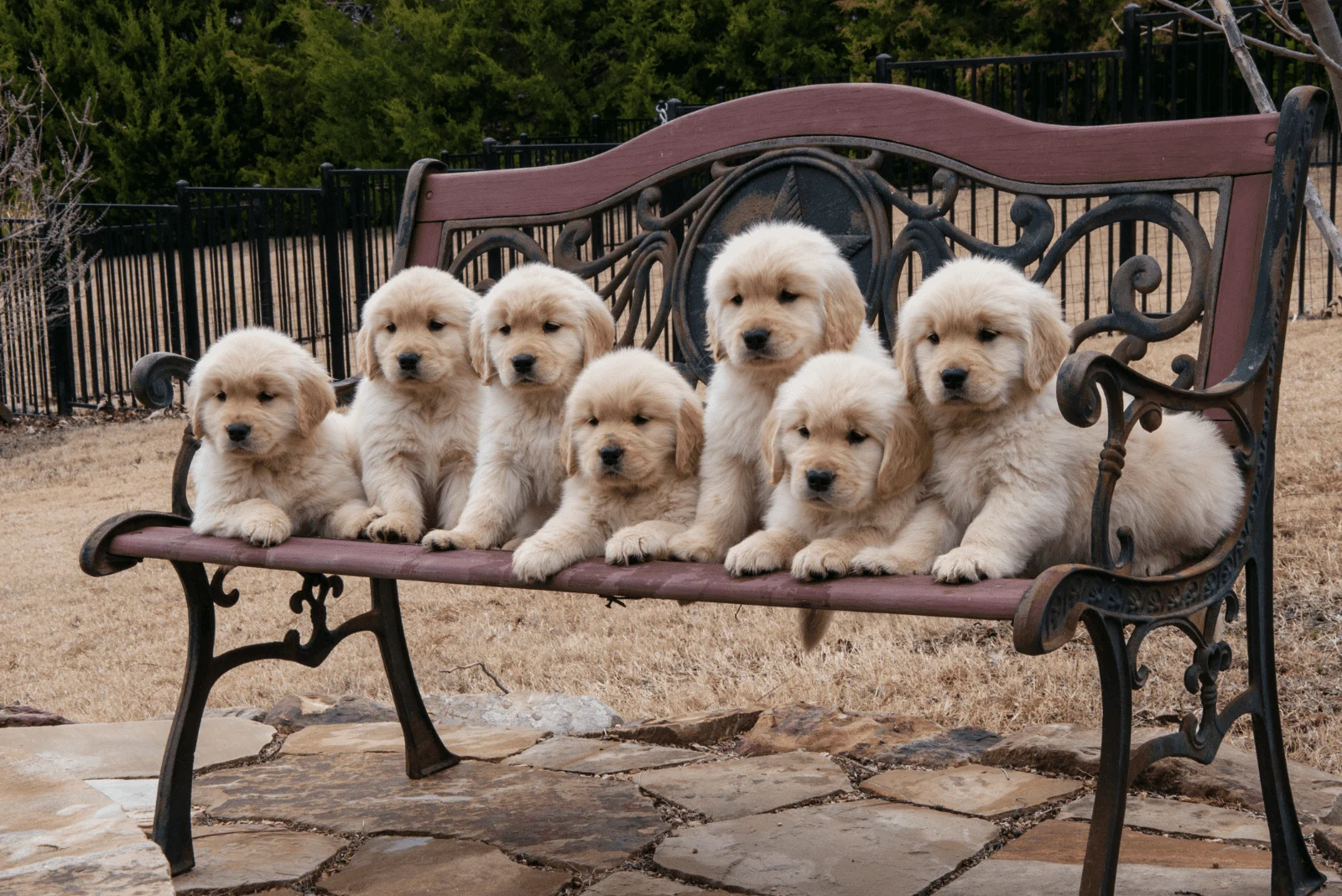 Golden Retrievers puppys sitting on a bench