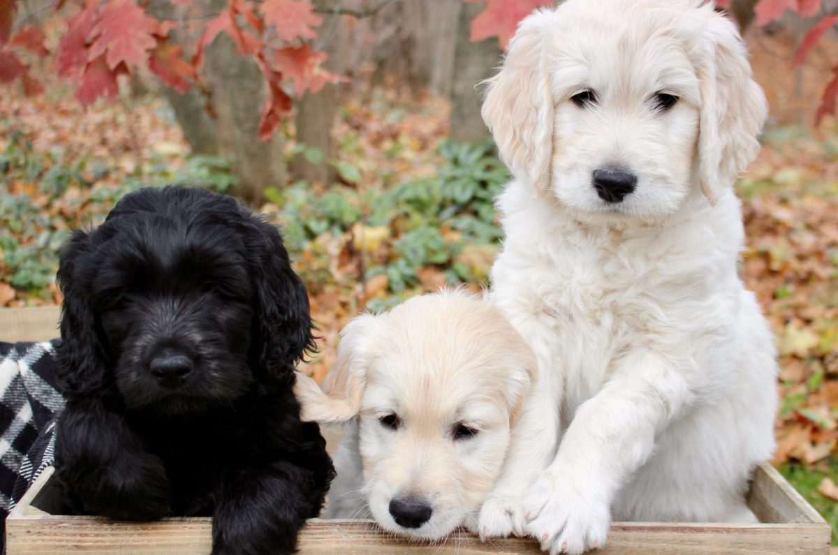 The Ultimate Guide To The Flat Coat Goldendoodle