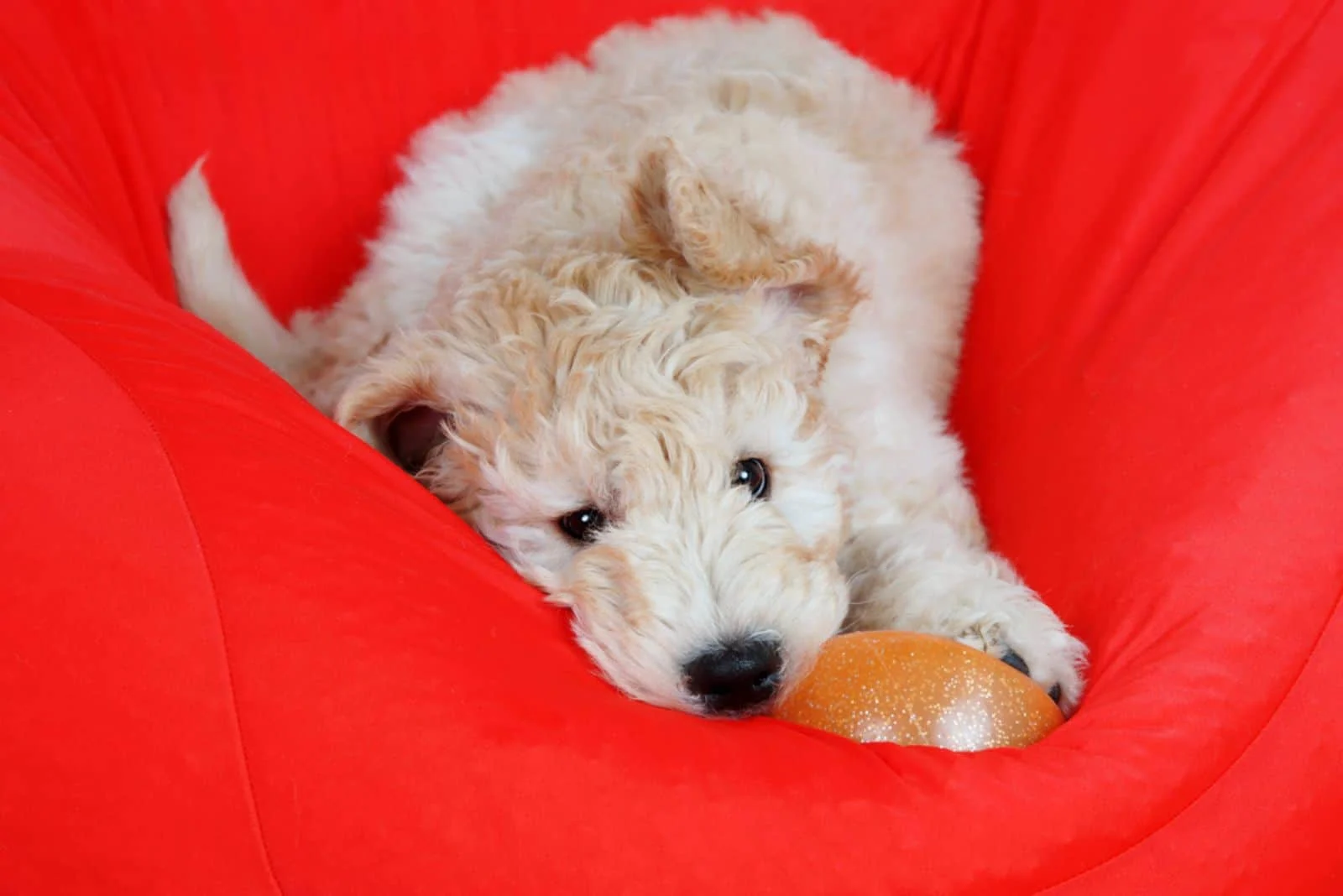 Goldendoodle puppy playing with ball