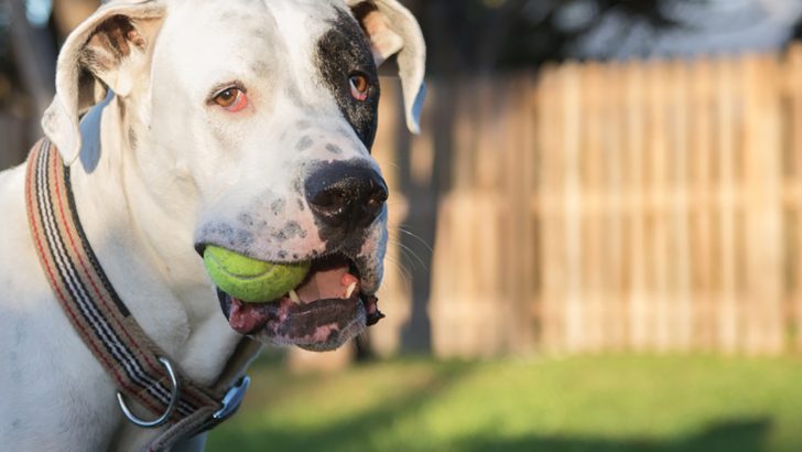 Great Dane Pitbull Mix: A Hybrid To Amaze You
