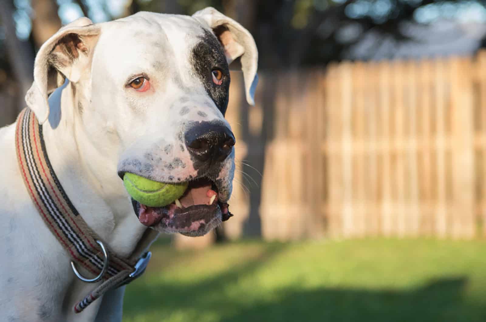 great dane pitbull mix dog playing with a tennis ball