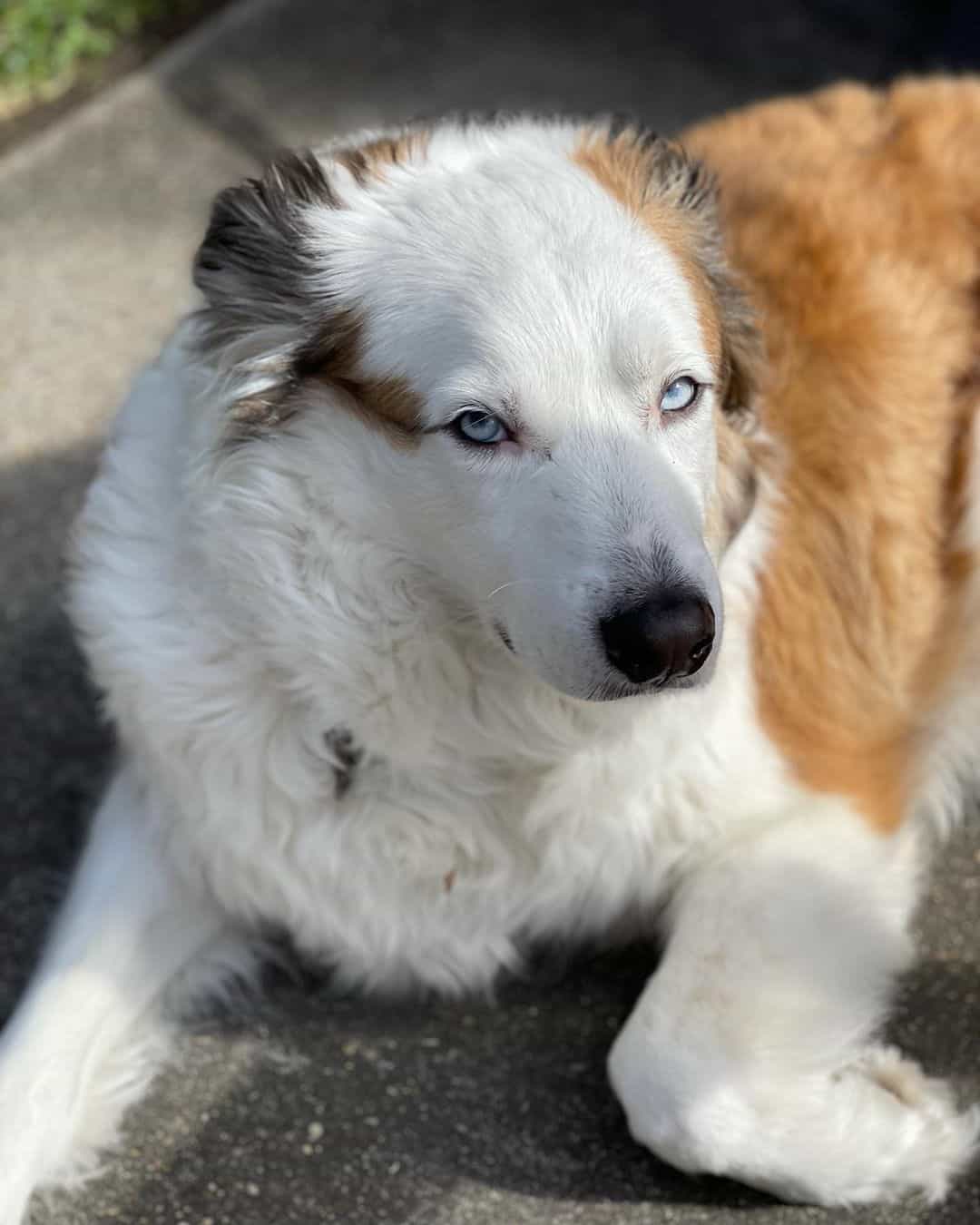 Great Pyrenees Australian Shepherd Mix