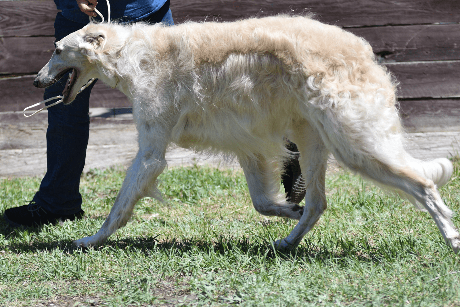 Greyhound walks on a leash
