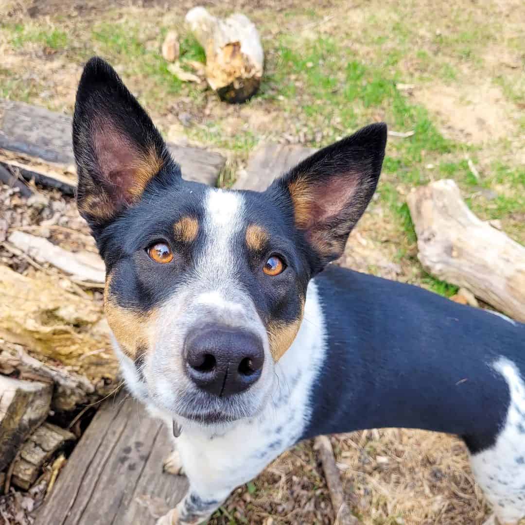 Hanging Tree Dog looking up