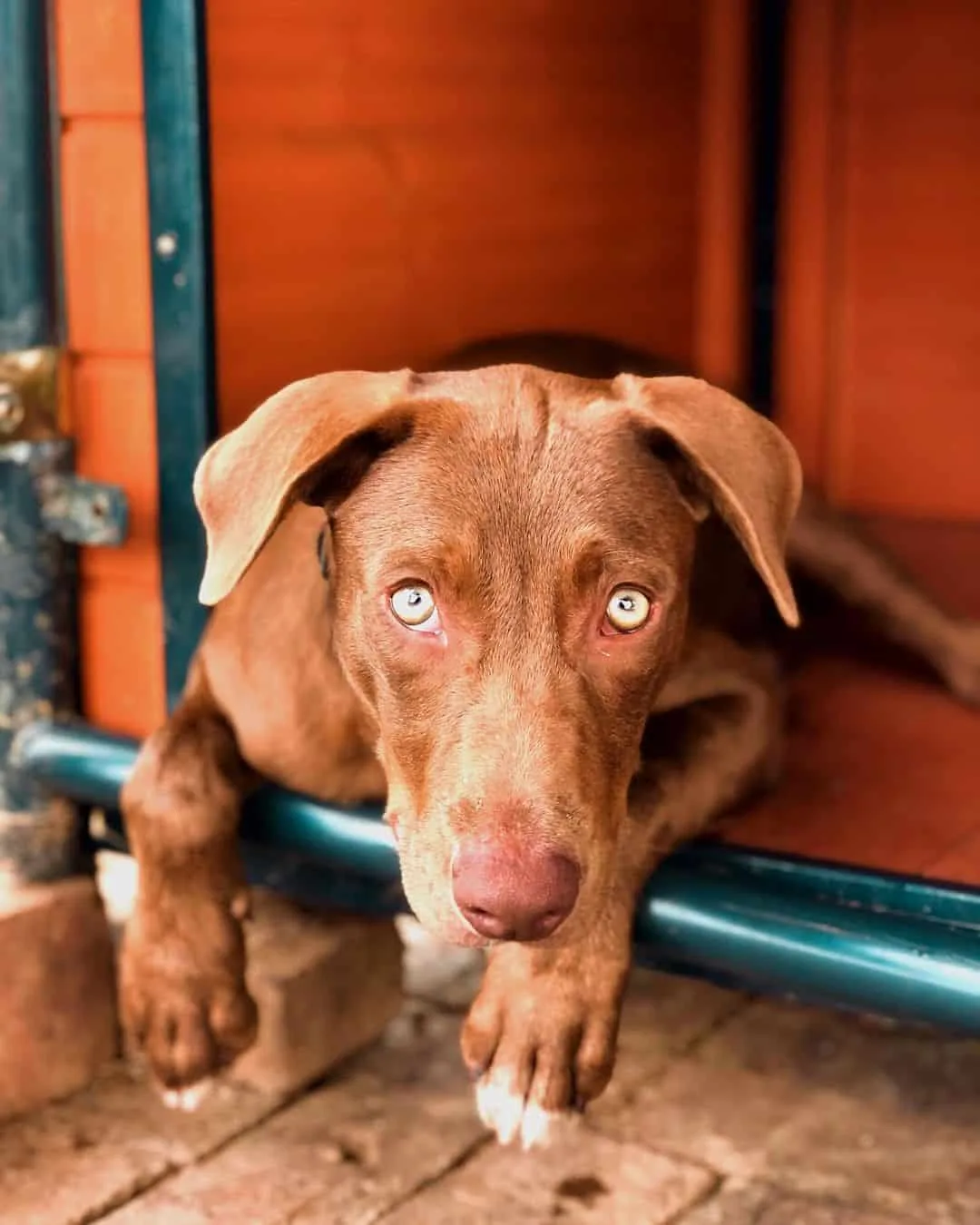 Hanging Tree Dog posing for camera