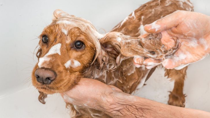 Here Are 8 Best Shampoo For Cocker Spaniel Dogs