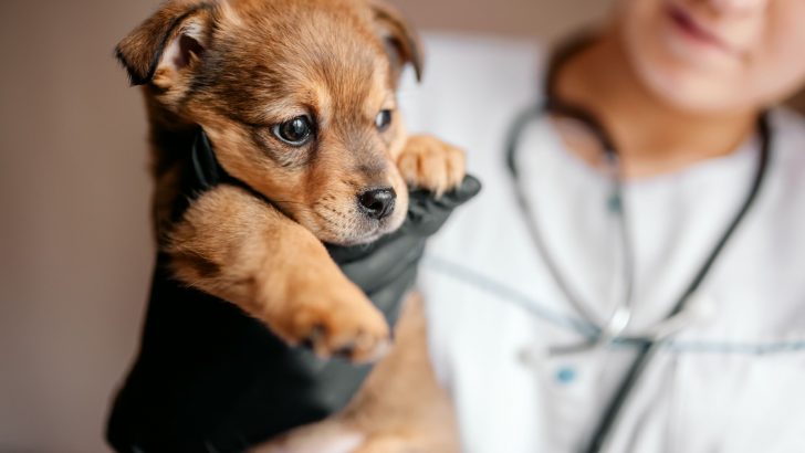 How Do I Know If My Puppy Will Survive Parvo? Parvovirus Guide