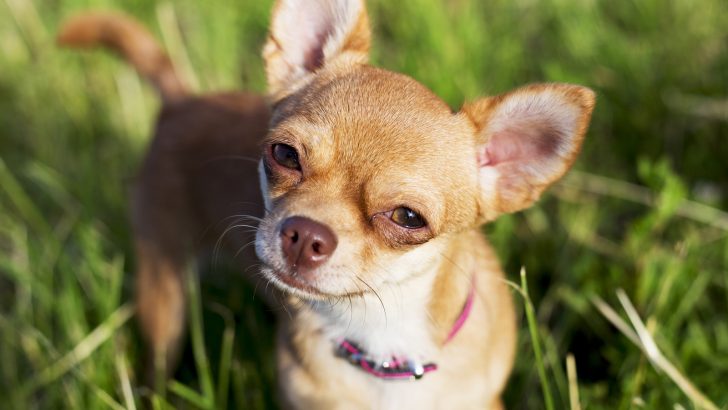 How To Get A Dog Unstoned: 7 Ways To Help Your High Dog