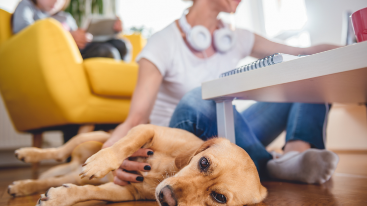 How To Stop Dog Shedding? Grooming Tips & Tricks