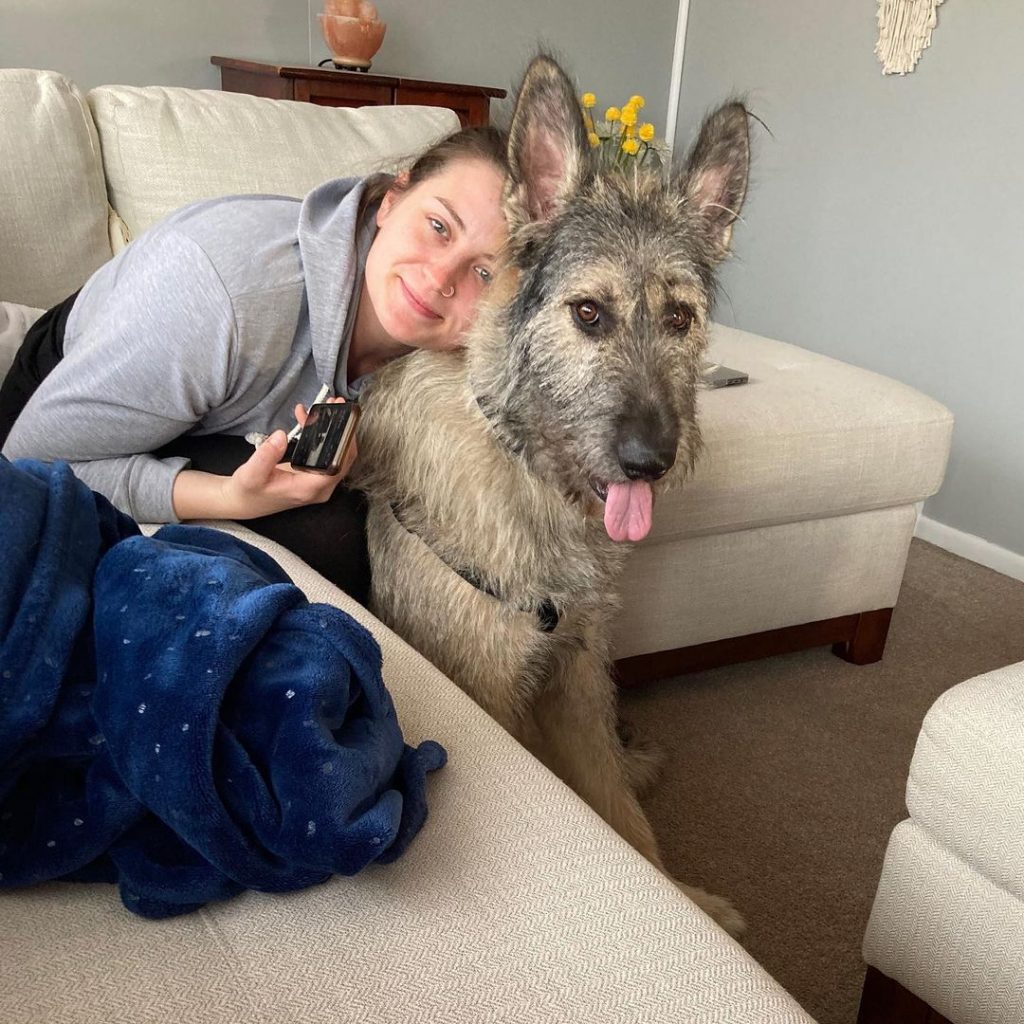 Irish Wolfhound German Shepherd Mix in the arms of a woman