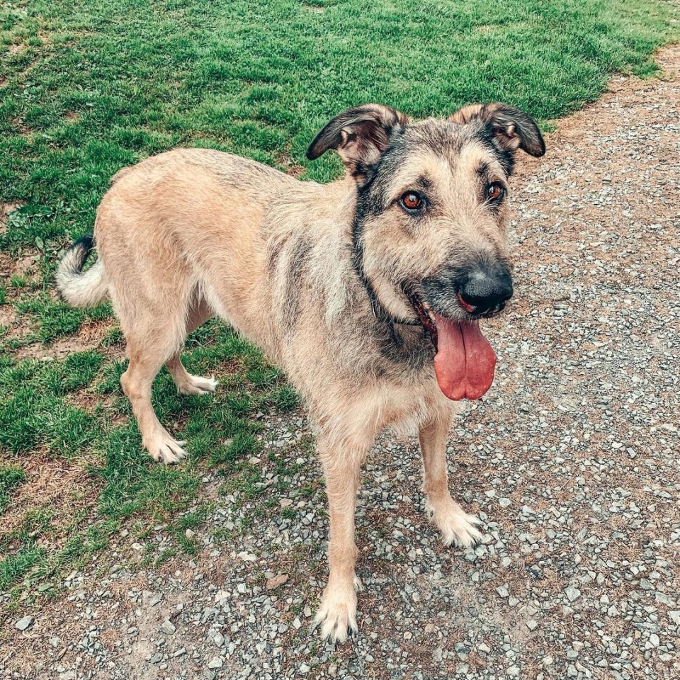 Meet The Irish Wolfhound German Shepherd Mix