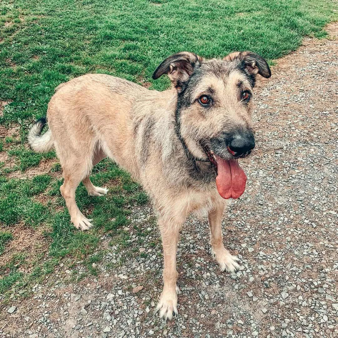 Irish Wolfhound German Shepherd Mix stands with tongue out