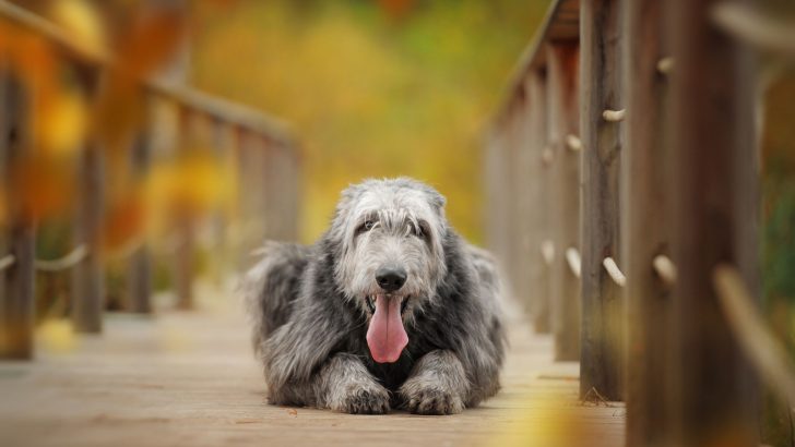 Irish Wolfhound Growth Chart – How Tall Is The Tallest Dog?