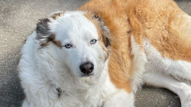 Is A Great Pyrenees Australian Shepherd Mix A Thing?