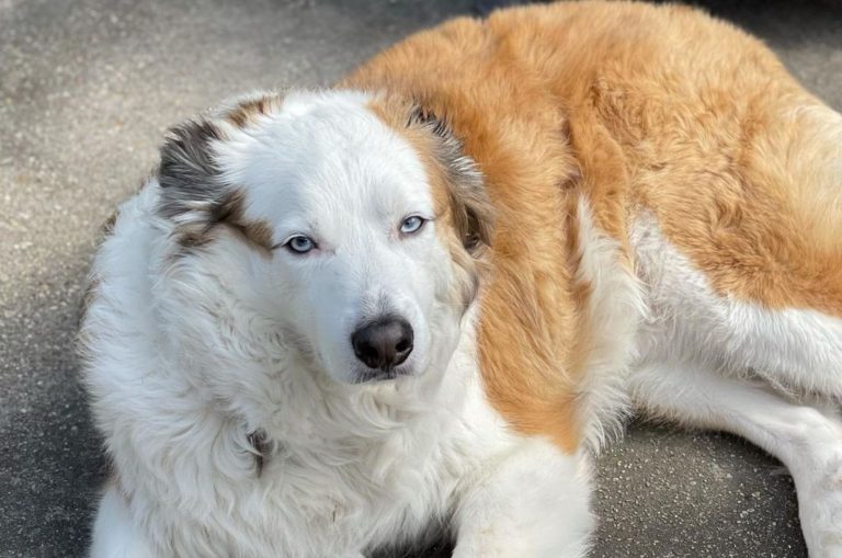 Great Pyrenees Australian Shepherd Mix
