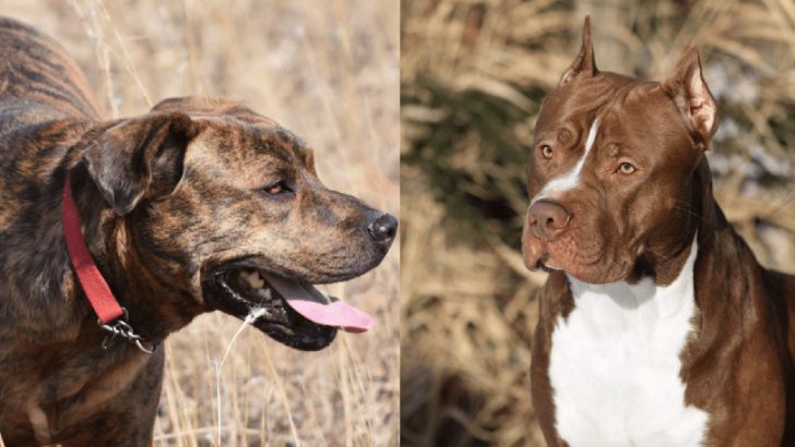 Is A Mountain Cur Pitbull Mix A Reliable Dog Breed?