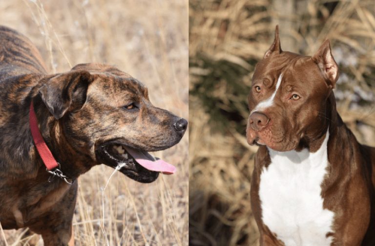 mountain cur pitbull mix