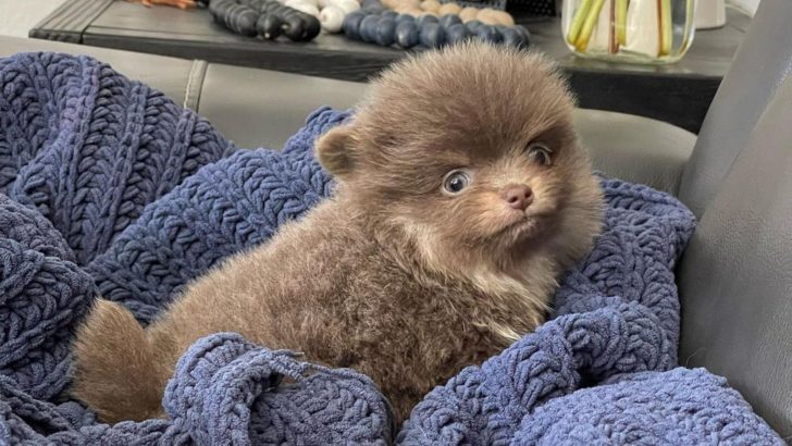 Is Lavender Pomeranian A Real Deal?