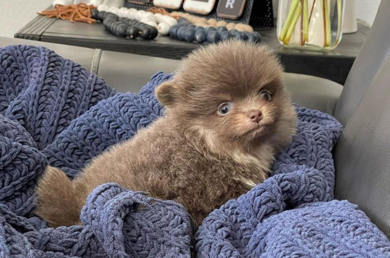 Lavender Pomeranian sitting on a blanket