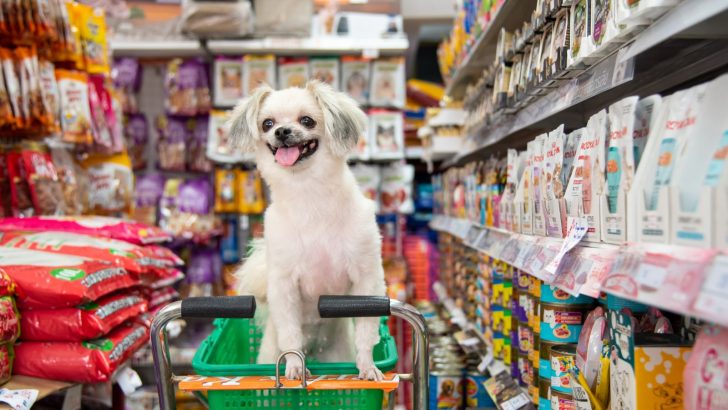 Is Target Dog Friendly? All About Taking Your Furry Friend To Target