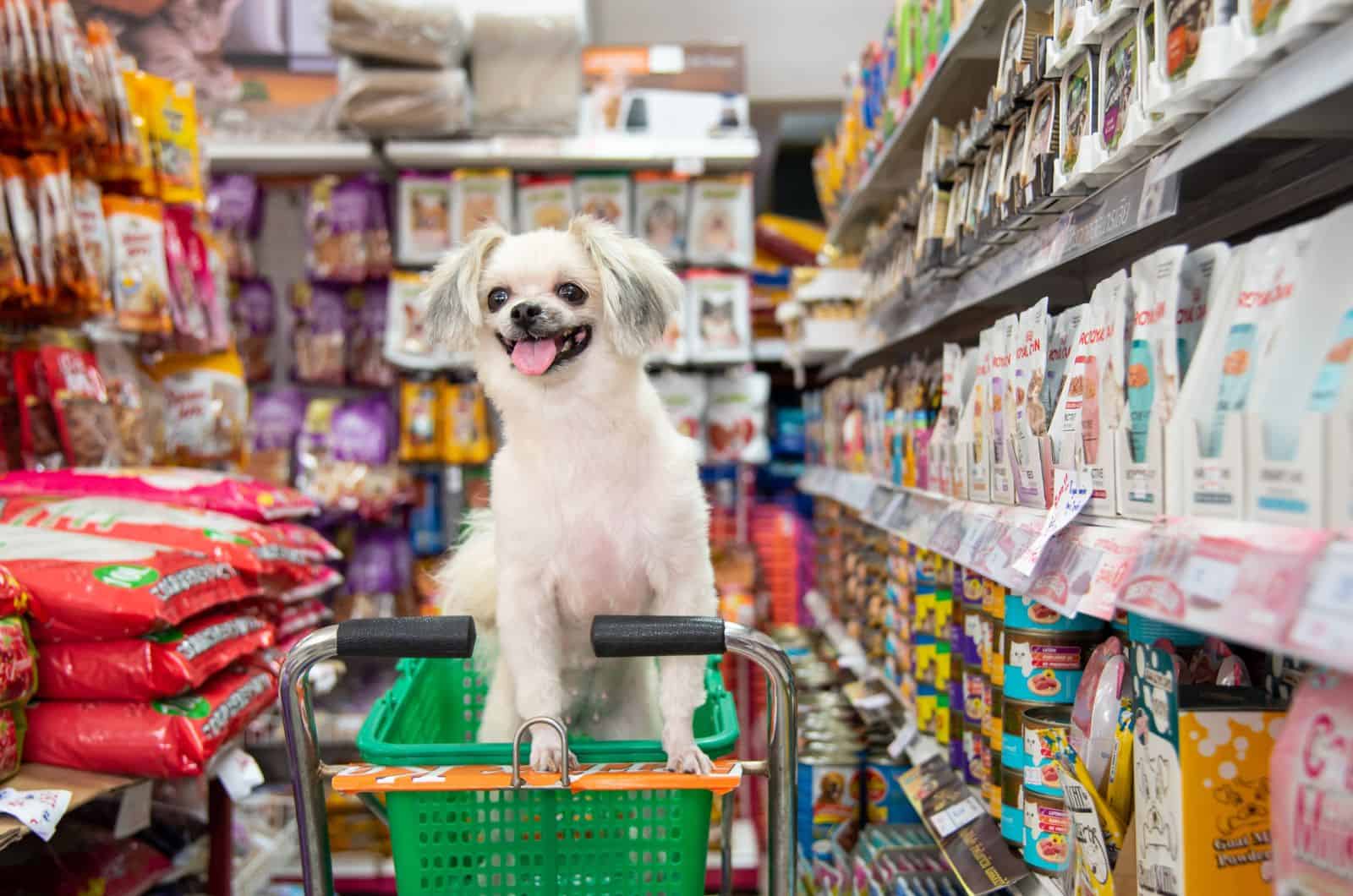 happy dog in a store
