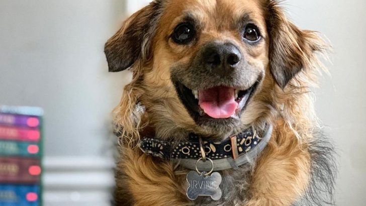 Is The German Shepherd Chihuahua Mix Even A Real Dog Breed?