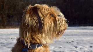 Is The Great Pyrenees Poodle Mix (the Pyredoodle) For You?