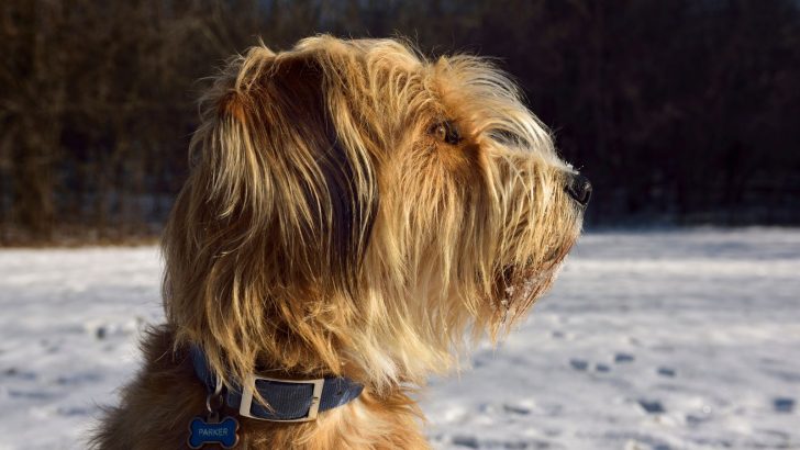 Is The Great Pyrenees Poodle Mix (the Pyredoodle) For You?