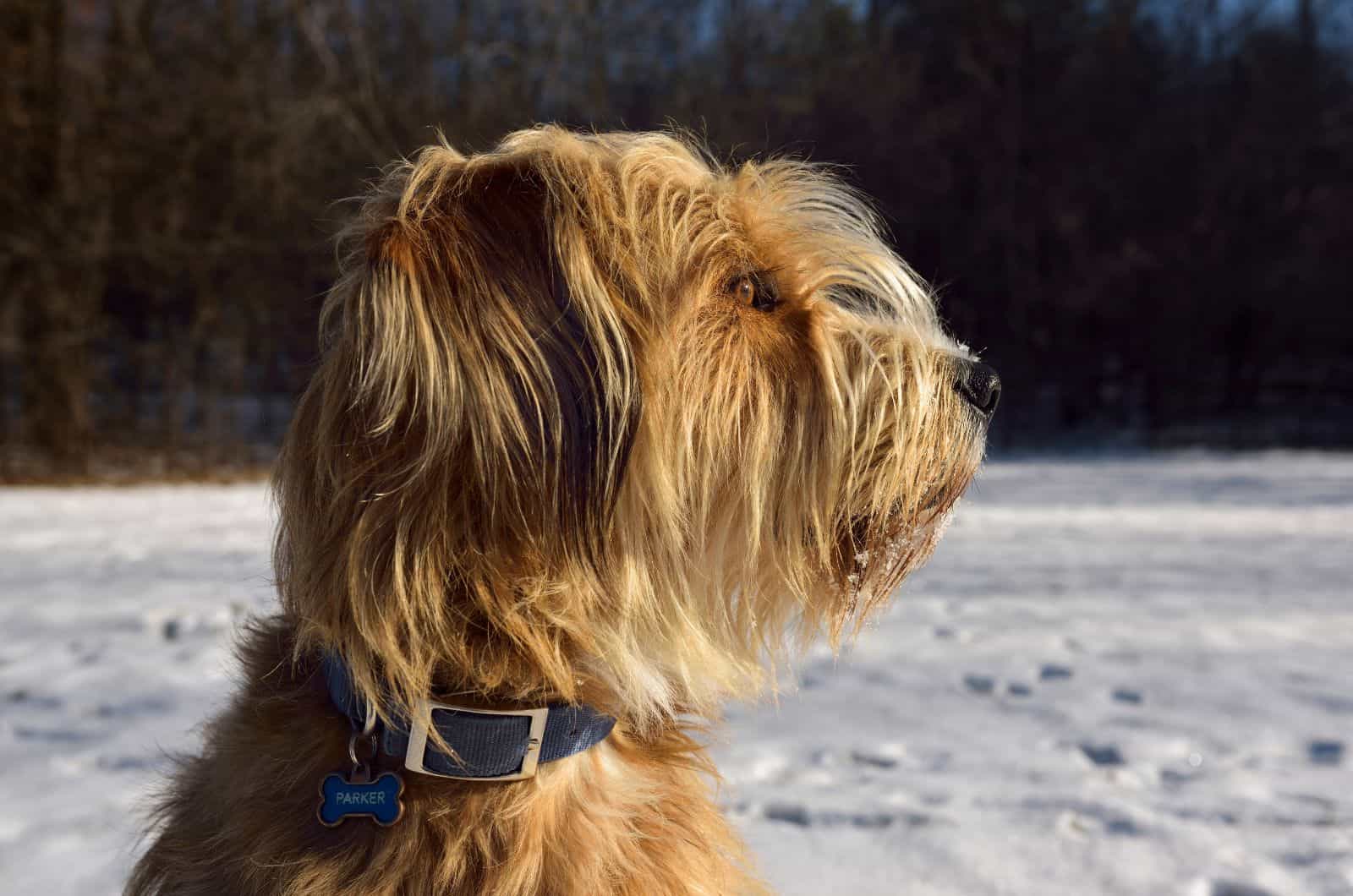 Is The Great Pyrenees Poodle Mix (the Pyredoodle) For You?